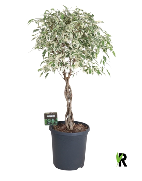 Ficus Benjamina Twilight Geflochten Stam