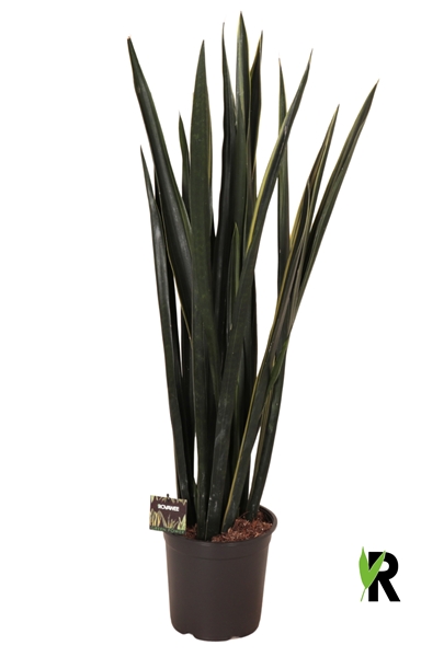 Sansevieria Black Golden