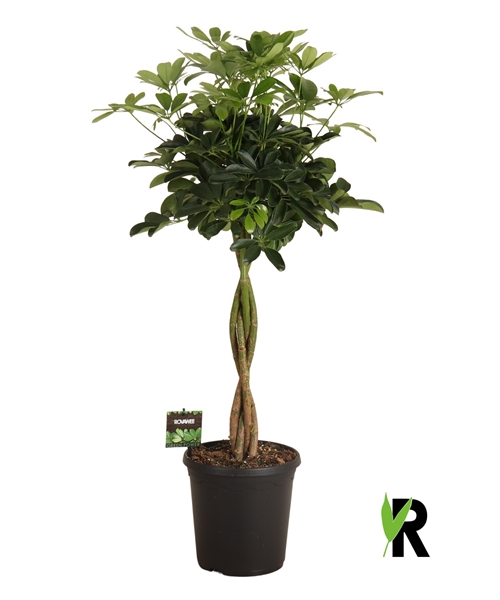 Schefflera Arboricola Compacta Geflochten Stam