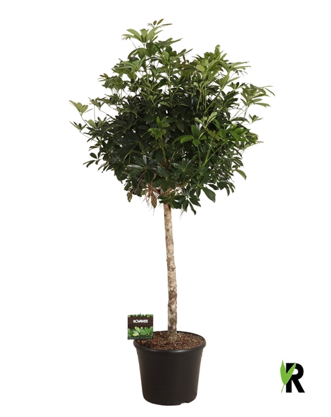 Schefflera Arboricola Compacta Stam