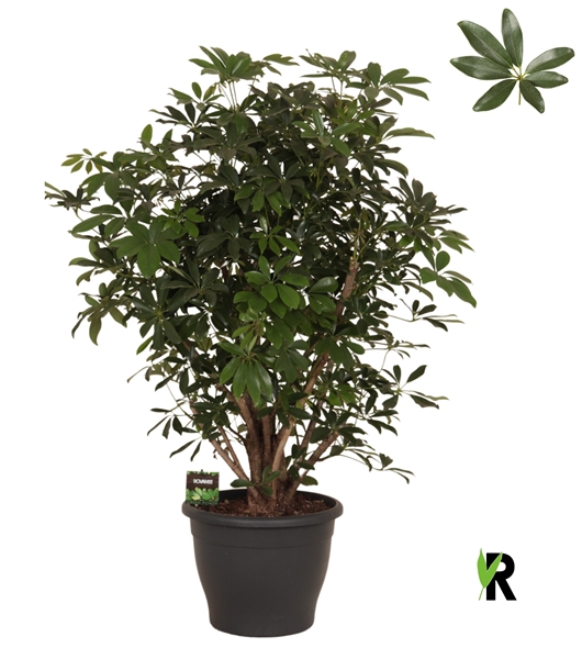 Schefflera Arboricola Compacta Verzweigt
