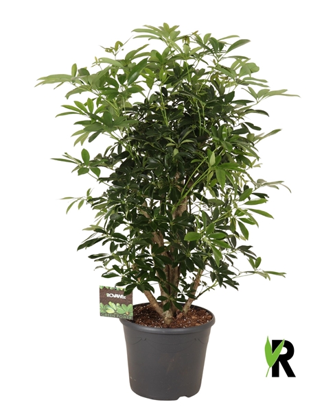 Schefflera Arboricola Compacta