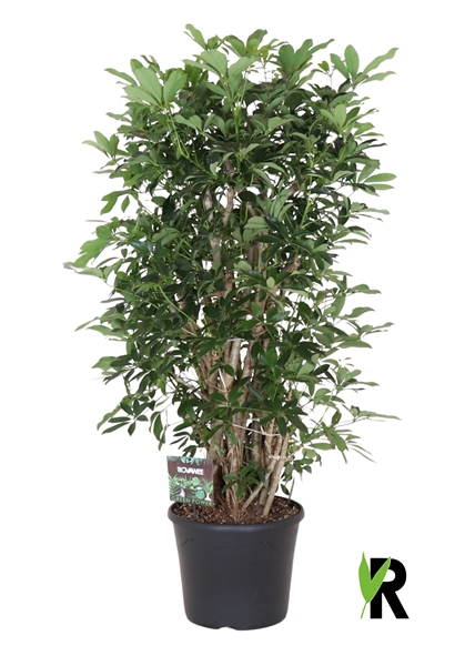 Schefflera arb. Compacta vertakt