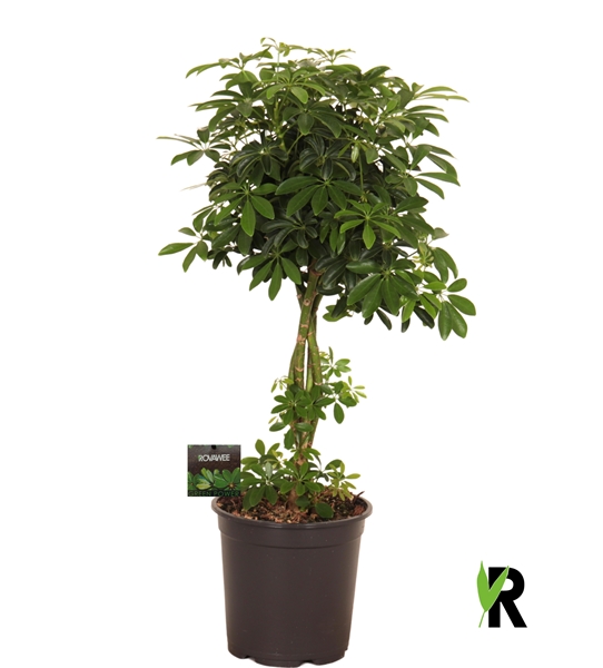 Schefflera Arboricola  Luseana Geflochten Stam