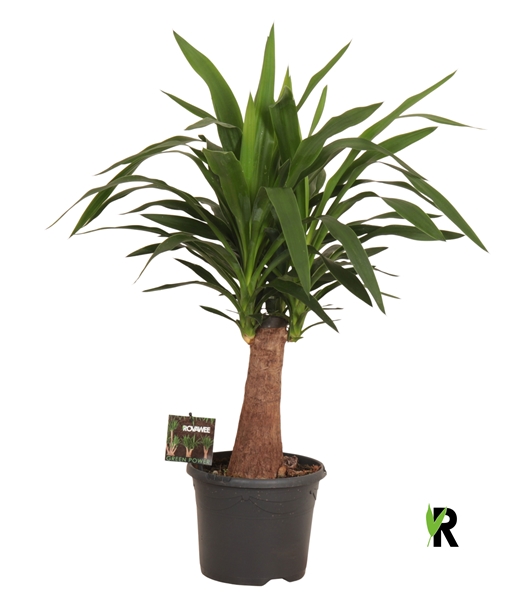 Yucca Elephantipes 