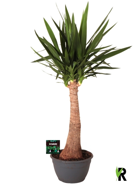 Yucca Elephantipes 