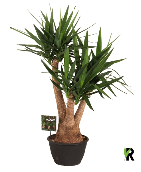 Yucca Elephantipes Verzweigt