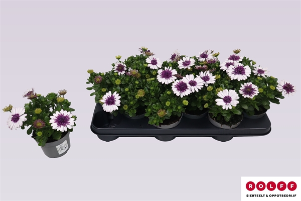 Osteospermum Blueberry Shake Gefüllt