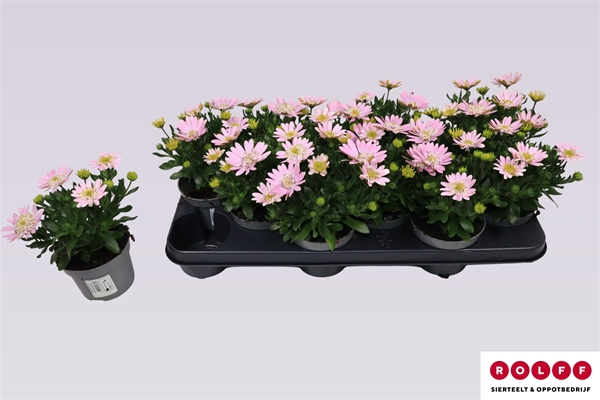 Osteospermum lovely pink Gefüllt