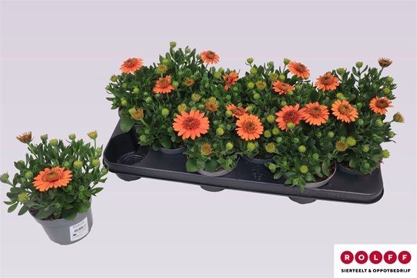 Osteospermum Oranje Gefüllt