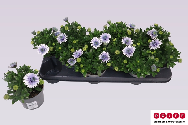 Osteospermum Steel Blue Gefüllt