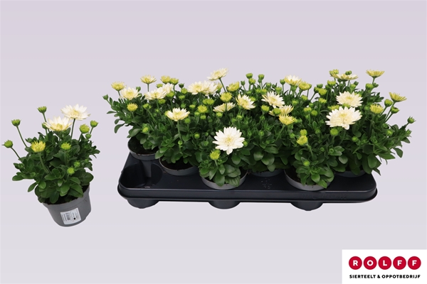 Osteospermum White Gefüllt