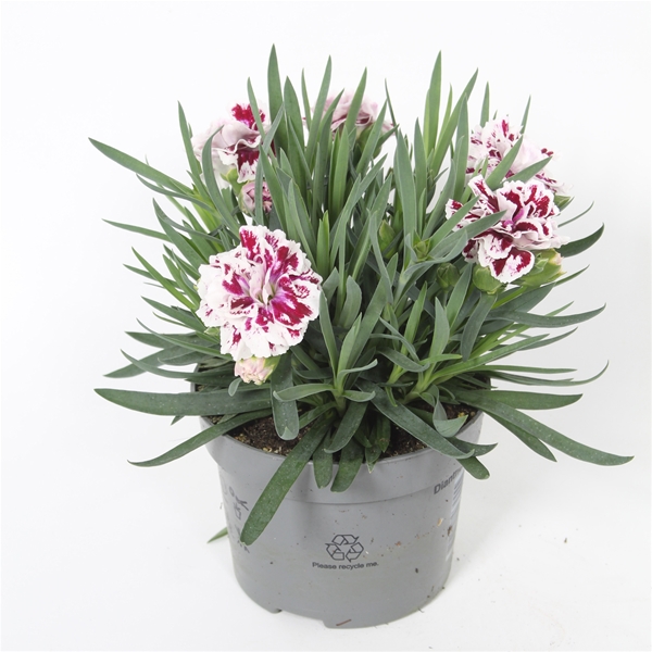 Dianthus Super Trouper Sissy Duftend