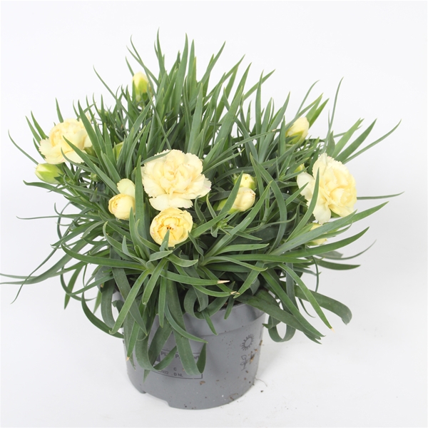 Dianthus Sunflor Bling Bling Orange