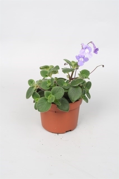 Streptocarpus Saxorum