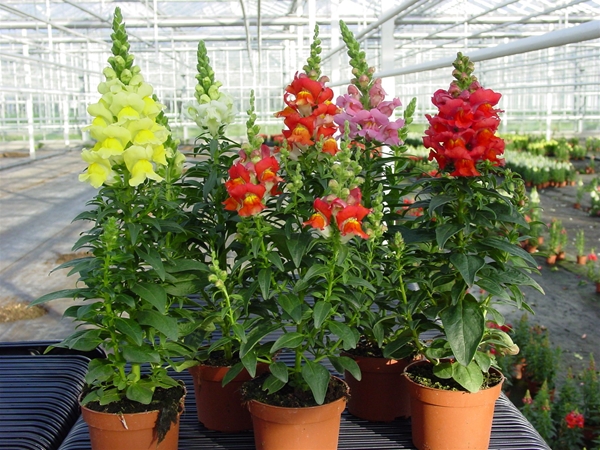 Antirrhinum Majus Mixlage