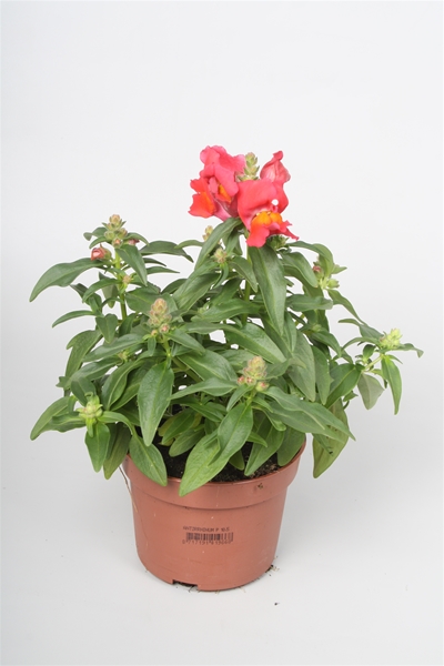 Antirrhinum Majus Orange