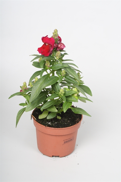 Antirrhinum Majus Rot