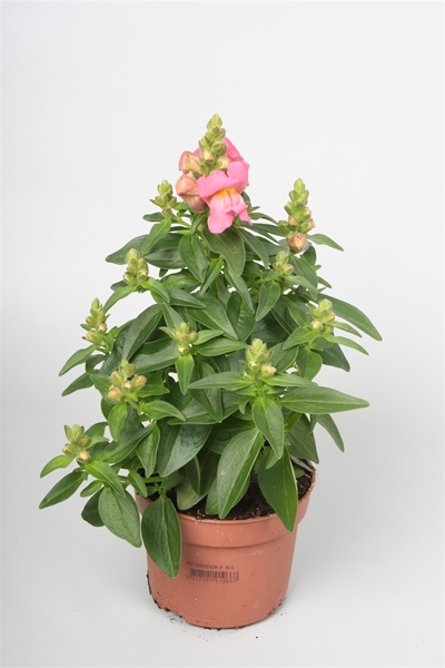 Antirrhinum Majus Rosa
