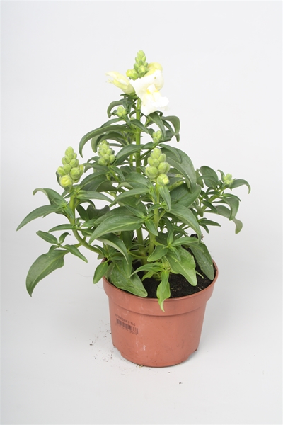 Antirrhinum Majus Weiss