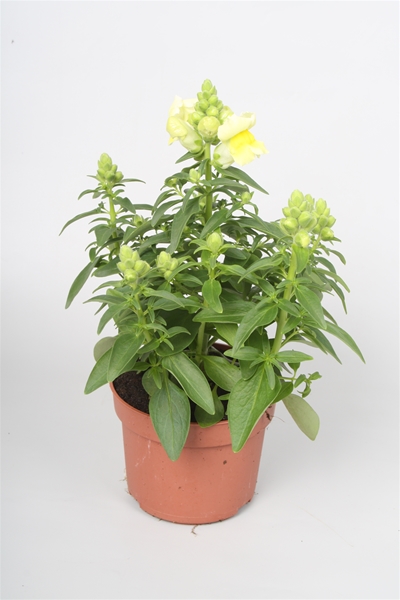 Antirrhinum Majus Gelb