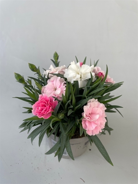 Dianthus i Love You