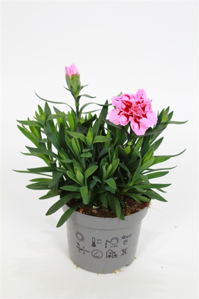 Dianthus Oscar Pink Heart