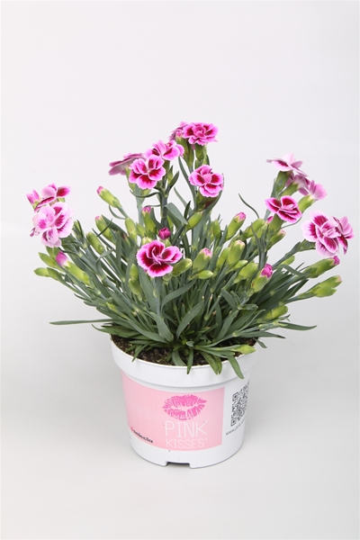 Dianthus Pink Kisses