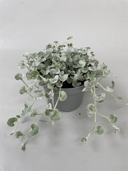 Dichondra Argentea Silverfalls 