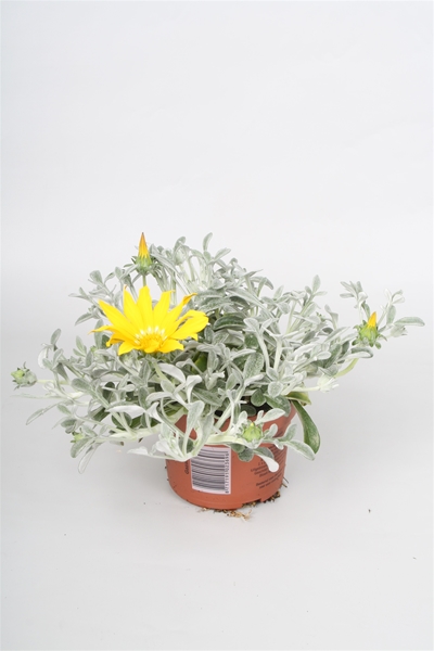 Gazania Rigens  Beda 