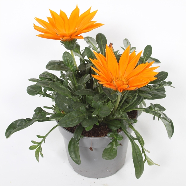 Gazania Giant Orange