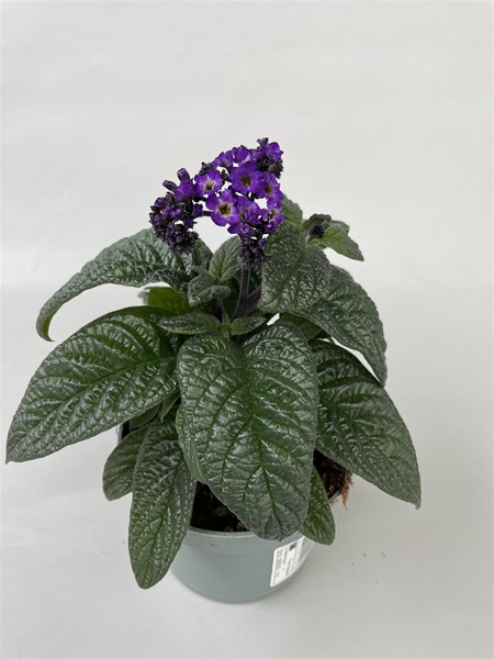 Heliotropium