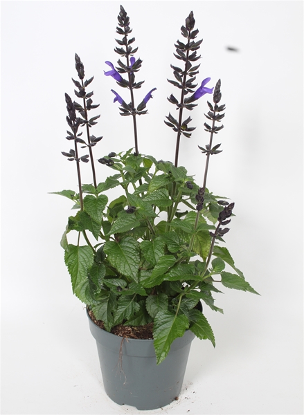Salvia Salgoon Lake Blueberry 