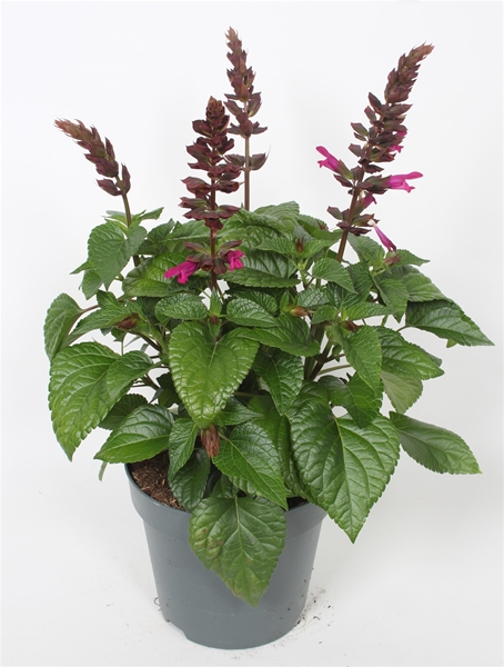 Salvia Salgoon Lake Flamingo