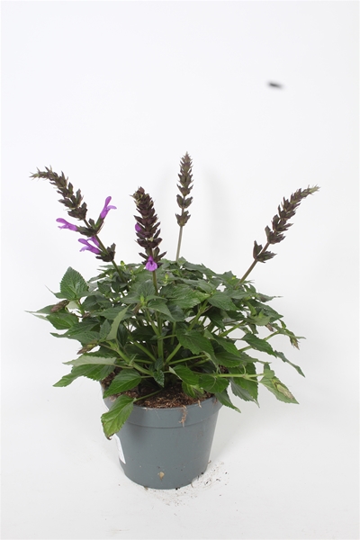 Salvia Salgoon Lake George