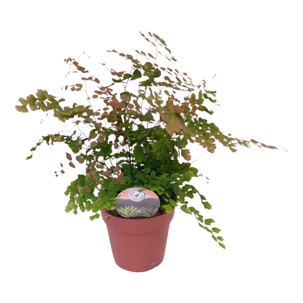 Adiantum Roseum