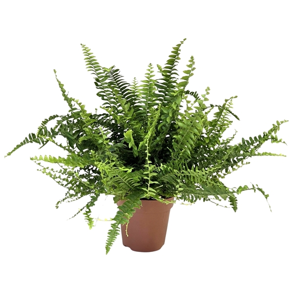 Nephrolepis Green Lady