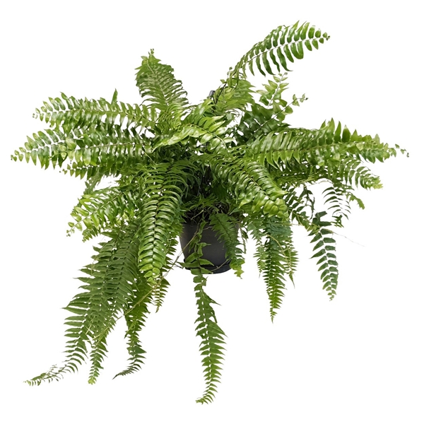 Nephrolepis Macho