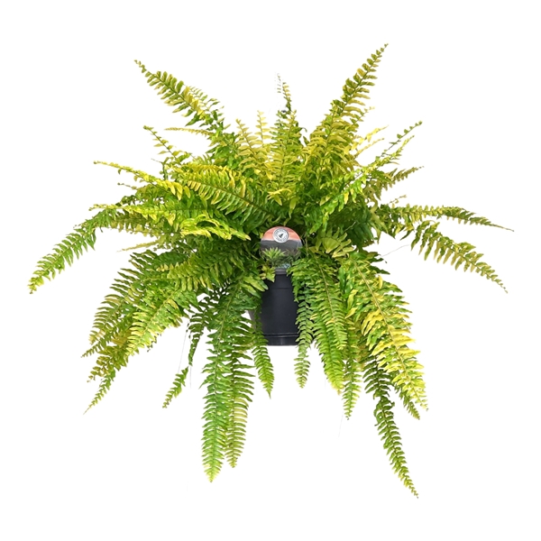 Nephrolepis Tiger Fern Ampel