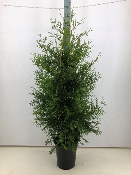 Thuja Occidentalis Brabant 140-160
