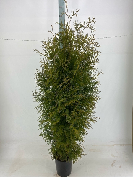 Thuja Occidentalis Brabant 160-180