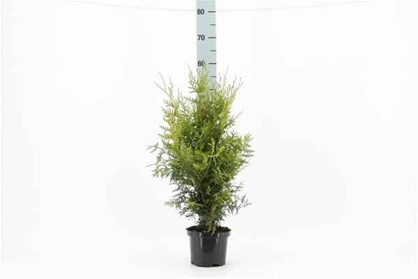 Thuja Occidentalis Brabant 40-60