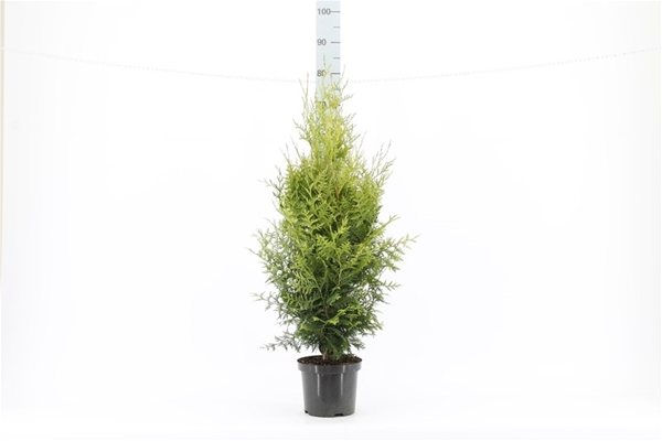 Thuja Occidentalis Brabant 60-80