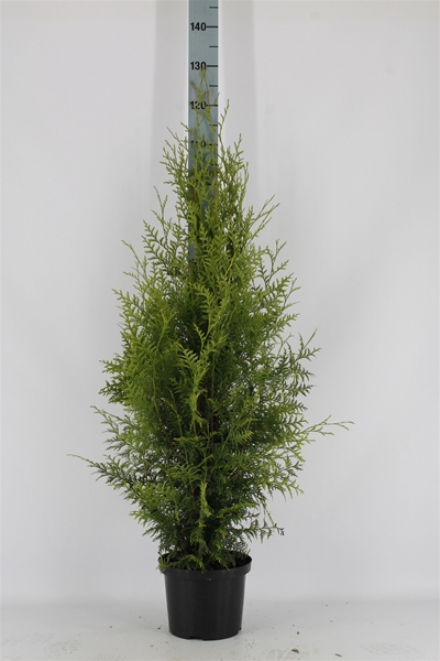 Thuja Occidentalis Brabant 100-120
