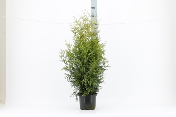 Thuja Occidentalis Brabant 80-100