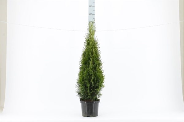 Thuja Occidentalis Smaragd 80-100