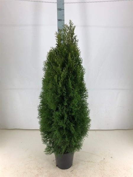 Thuja Occidentalis Smaragd 120-140