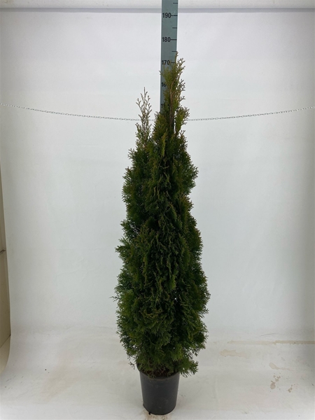 Thuja Occidentalis Smaragd 160-180