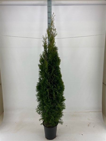 Thuja Occidentalis Smaragd 180-200