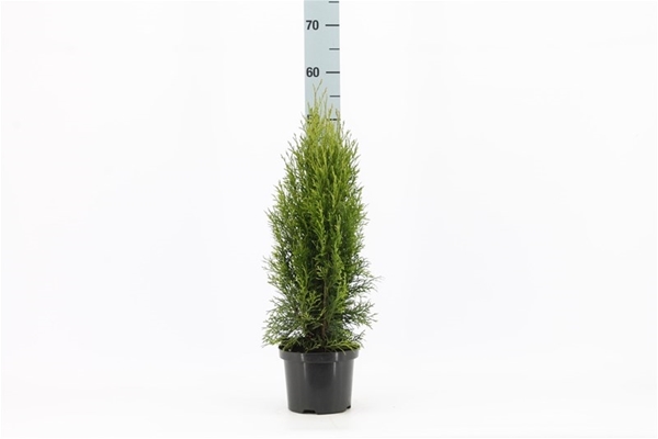 Thuja Occidentalis Smaragd 40-60